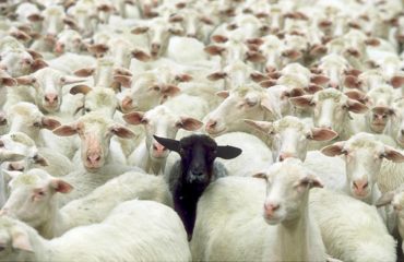 black-sheep