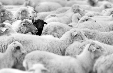 black_sheep