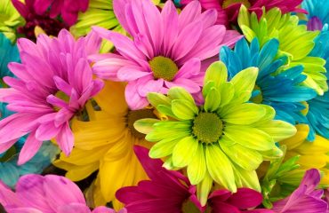 beautiful-bloom-blossom-70330