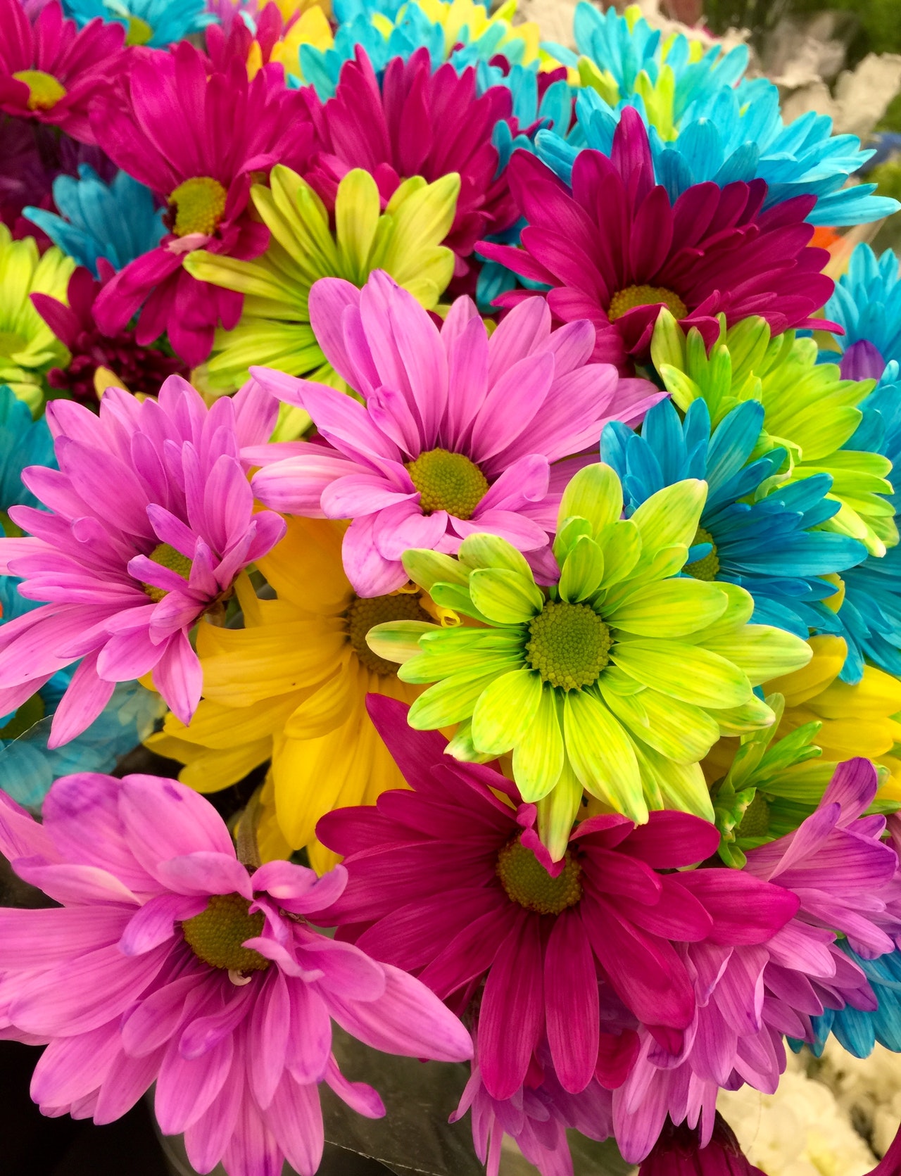 beautiful-bloom-blossom-70330