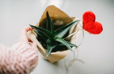 green-leaf-plant-873082